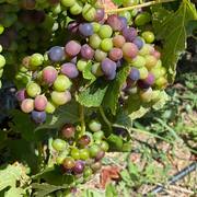 SUGAR AND SPICE - VERAISON