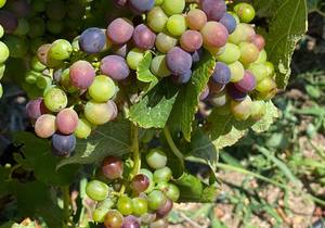 SUGAR AND SPICE - VERAISON