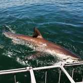 Shark Cage Diving - White Shark Projects - Xplorio™ Gansbaai