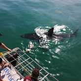 Shark Cage Diving - White Shark Projects - Xplorio™ Gansbaai
