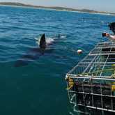Shark Cage Diving - White Shark Projects - Xplorio™ Gansbaai