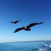 Shark Cage Diving - White Shark Projects - Xplorio™ Gansbaai