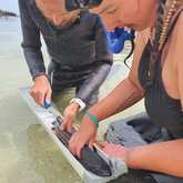 Shark - White Shark Projects - Xplorio™ Gansbaai