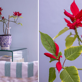 Decor - Rooftops Guest House Accommodation - Xplorio™ Bredasdorp