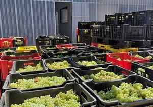 The first grapes of 2022 have arrived in the winery!
