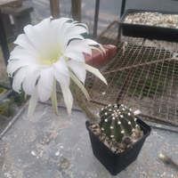 Overberg Cacti and Succulents - Xplorio™ Gansbaai