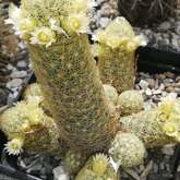 Overberg Cacti and Succulents - Xplorio™ Gansbaai