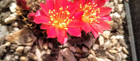 Cacti_Succulents_3_1643033984