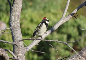 Birds and Birding at Wings Self-Catering Suiderstrand