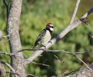 Birds and Birding at Wings Self-Catering Suiderstrand