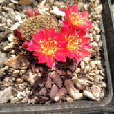 Overberg Cacti and Succulents - Xplorio™ Gansbaai 