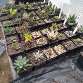 Overberg Cacti and Succulents - Xplorio™ Gansbaai 