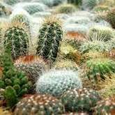 Overberg Cacti and Succulents - Xplorio™ Gansbaai 