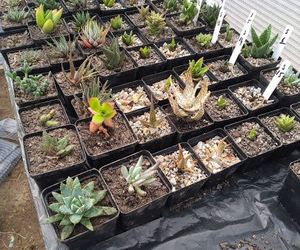 Succulents and cacti in stock