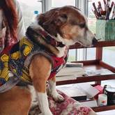 Pet sitter, Foxy inspiring my creativity - Grace House and Pet Sitting - Xplorio™ Gansbaai