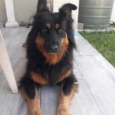 Pet sitter - Shadow in Franskraal - Grace House and Pet Sitting - Xplorio™ Gansbaai