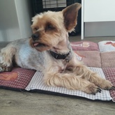 Pet sitter - with Shelby in De Kelders - Grace House and Pet Sitting - Xplorio™ Gansbaai