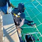 Shark Cage Diving - White Shark Projects - Xplorio™ Gansbaai