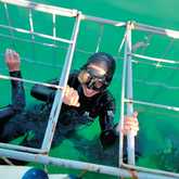 Shark Cage Diving - White Shark Projects - Xplorio™ Gansbaai