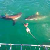 Shark Cage Diving - White Shark Projects - Xplorio™ Gansbaai