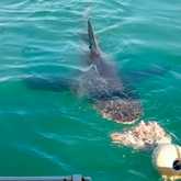 Shark Cage Diving - White Shark Projects - Xplorio™ Gansbaai