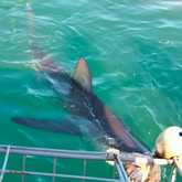 Shark Cage Diving - White Shark Projects - Xplorio™ Gansbaai