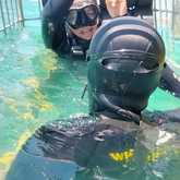 Shark Cage Diving - White Shark Projects - Xplorio™ Gansbaai