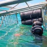 Shark Cage Diving - White Shark Projects - Xplorio™ Gansbaai