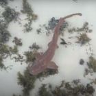 Brown Shyshark at De Hoop Collection