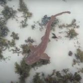 Brown Shyshark at De Hoop Collection