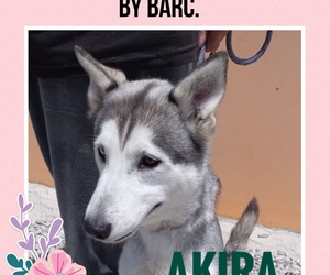 Akira is ready to be adopted!