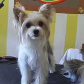 Dog Grooming - Claws & Paws - Xplorio™ Gansbaai