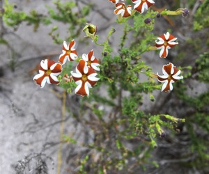 Jamesbrittenia albomarginata - flower of the week!