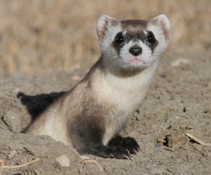 Protected Species Additions - Gansbaai Daily News