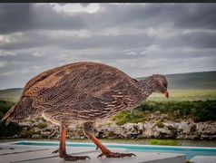 Cape Spurfowl
