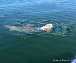 Daily Blog: 08 February 2022 | Shark Cage Diving in South Africa