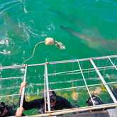 Shark Cage Diving Trip
