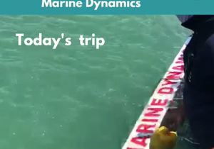 Next Marine Dynamics Shark Cage Diving Trip: 15 February 2022