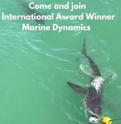 Next Marine Dynamics Shark Cage Diving Trip: 16 February 2022