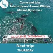 Next Marine Dynamics Shark Cage Diving Trip: 17 February 2022