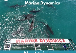 Next Marine Dynamics Shark Cage Diving Trip: 17 February 2022