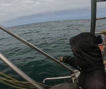 Great White Shark in the bay!