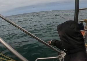 Great White Shark in the bay!