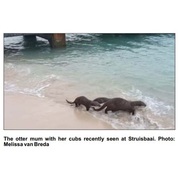 Otter with her cubs in Struis Bay