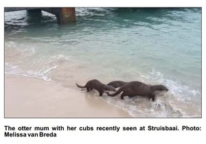 Otter with her cubs in Struis Bay