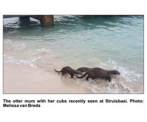 Otter with her cubs in Struis Bay