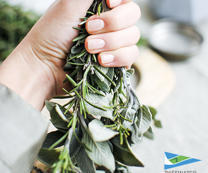 Mosquitoes can dampen an otherwise great camping experience