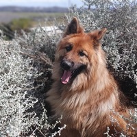 Shen in Mpepho - Foxy House - Xplorio™ Gansbaai 