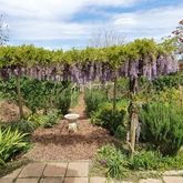 Wisteria Front of House in Spring  - Foxy House - Xplorio™ Gansbaai 