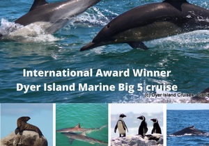 Next Dyer Island Marine Big 5 Tour: 23 February 2022